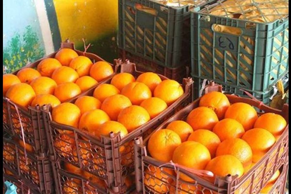 توزیع بیش از سه هزار تن میوه نوروزی در البرز از فردا