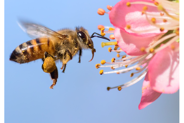   تشخیص سریع کرونا با  زنبورهای عسل آموزش دیده