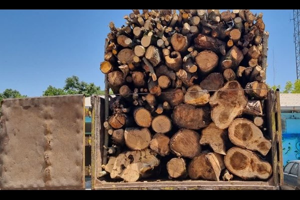کشف و توقیف بزرگترین محموله چوب قاچاق در طالقان
