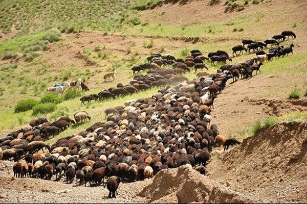 دامنه‌های البرز پذیرای عشایر چادرنشین است