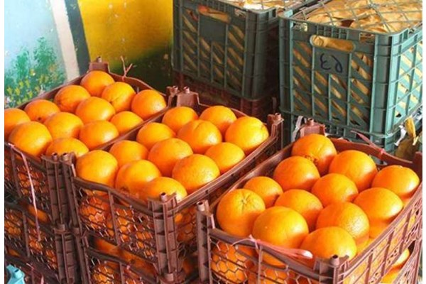 توزیع بیش از سه هزار تن میوه نوروزی در البرز از فردا