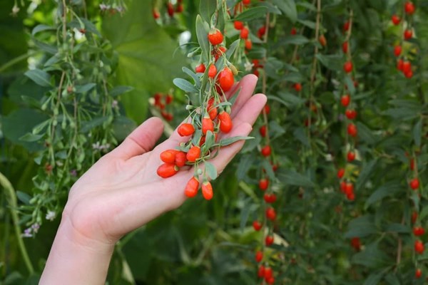  فواید باور نکردنی گوجی بری خشک برای سلامتی