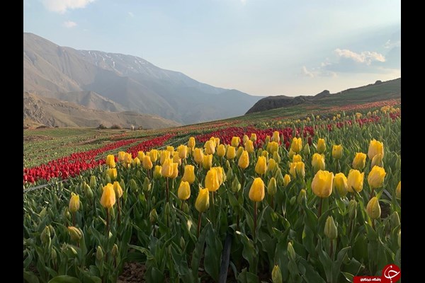 رونق گردشگری در روستای کُندر