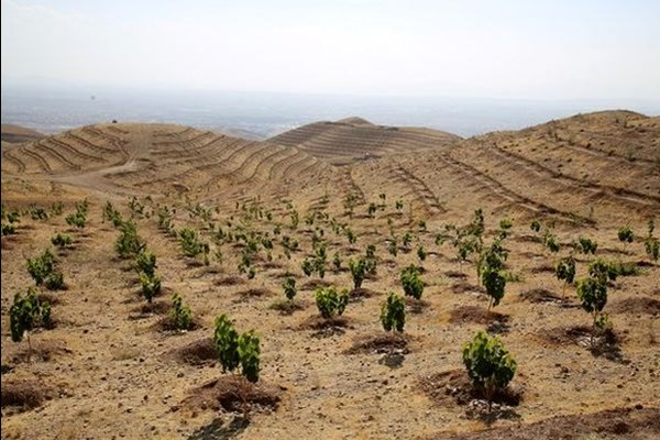 کاشت سه هزار اصله نهال در البرز آغاز شد