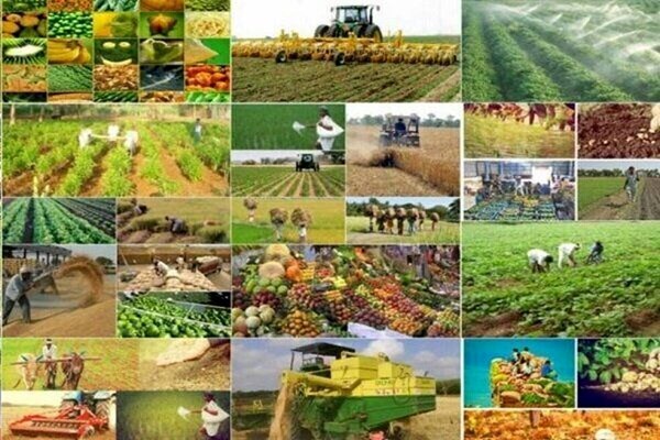 هدف‌گذاری ساخت ۱۵ پایانه صادراتی محصولات گلخانه‌ای در برنامه هفتم توسعه