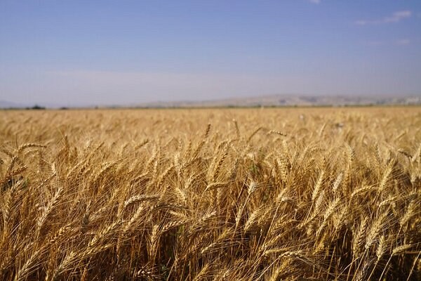 مبارزه با آفت سن به ۲.۵ میلیون هکتار از اراضی گندم و جو رسید