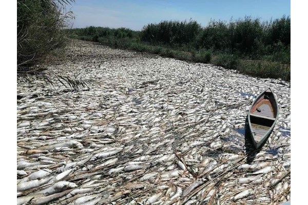مرگ جمعی ماهیان رودخانه فرات عراق