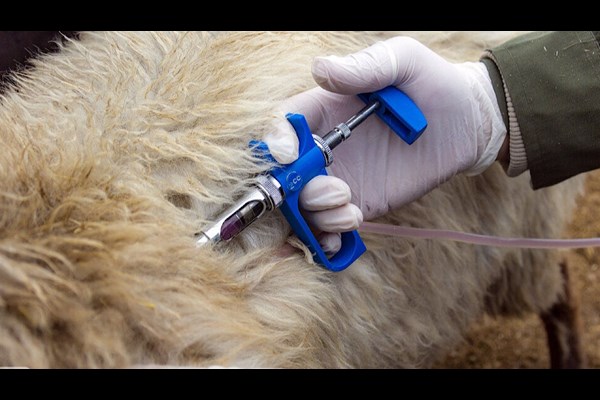 ۵.۳ میلیون دز واکسن تب برفکی وارد و تزریق شد