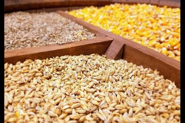 نهاده دامی مورد نیاز کشور تا پایان سال تامین است