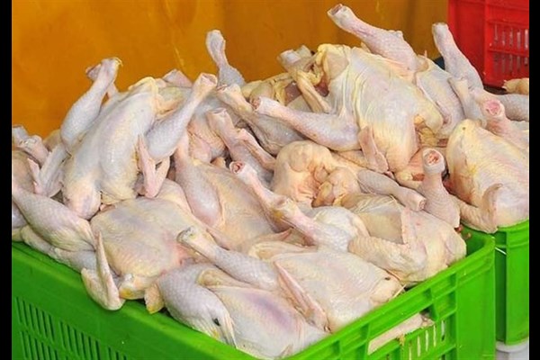 چرا مرغ دوباره گران شد؟