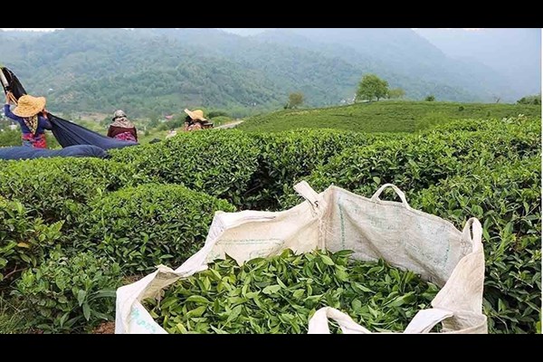 ۱۱ هزار و ۸۰۰ تن چای خشک تولید شد