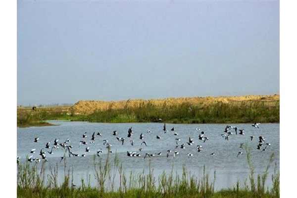 انتقال بخشی از آب رودخانه کردان به تالاب صالحیه البرز