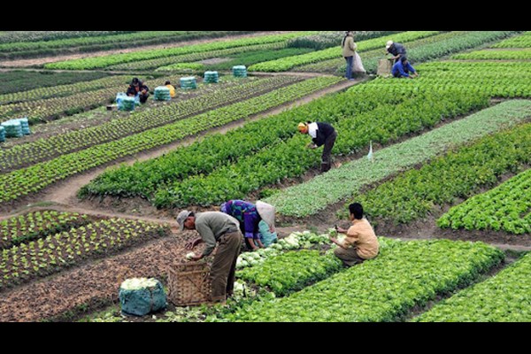 توسعه کسب و کارهای روستایی با ایجاد زیست بوم روستا