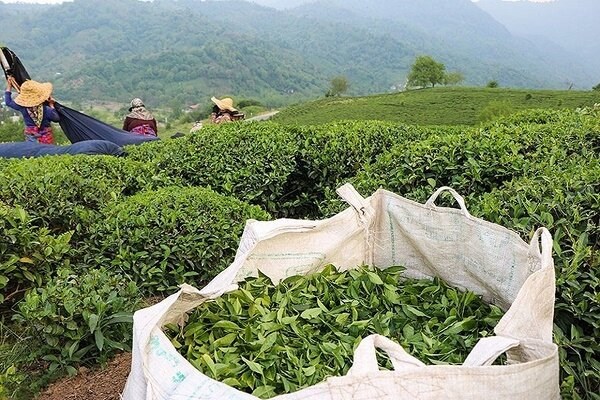 برداشت بیش از ۴۱ هزار تن برگ سبز چای بهاره