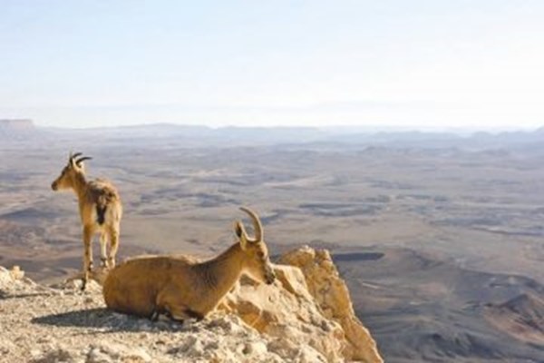 شیوع دوباره طاعون نشخوار کنندگان در طالقان