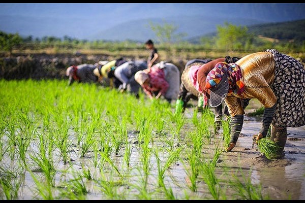 کاهش مصرف آفت‌کش‌های شیمیایی در مزارع برنج با مدیریت تلفیقی محصول