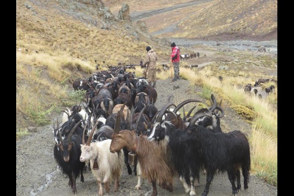 اخراج بیش از 6 هزار واحد دام غیرمجاز از مراتع آزادبر شهرستان کرج