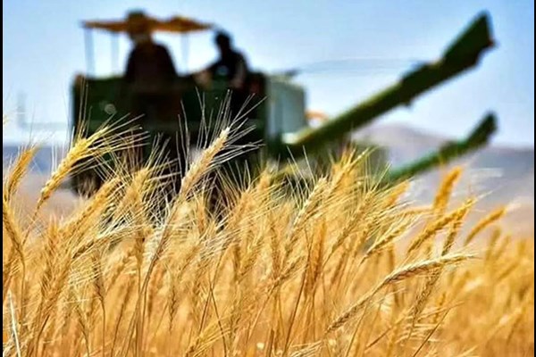 ۸۷ درصد مطالبات کشاورزان بابت خرید تضمینی گندم پرداخت شد