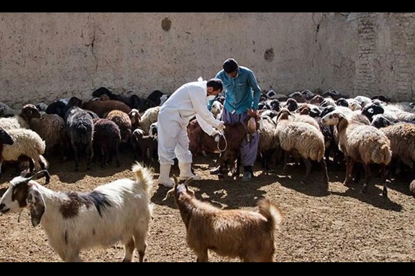 ایمن‌سازی دام سبک در مقابل بیماری تب برفکی در اولویت قرار گرفت