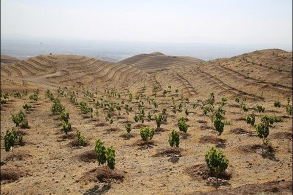  درختکاری در سایه مادر