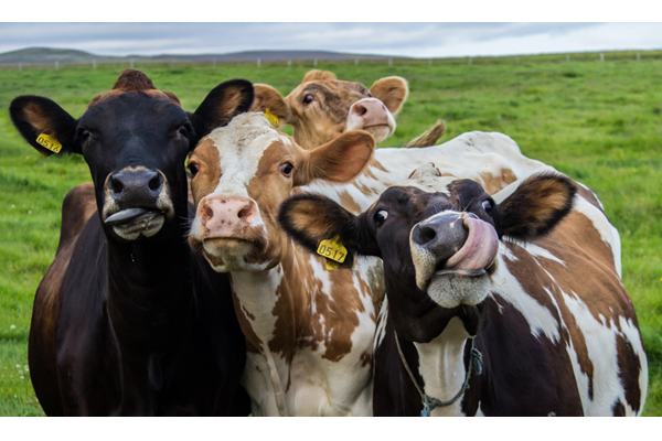 گاوها گروه های دوستی تشکیل می دهند!