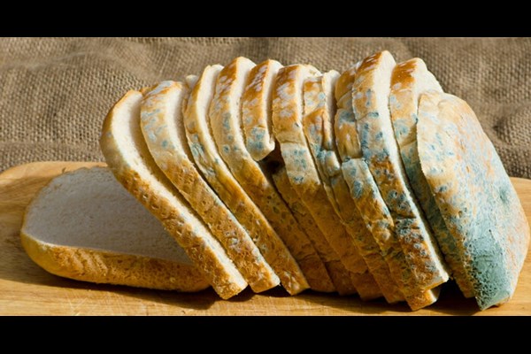 تمام غذای کپک زده دورریز است