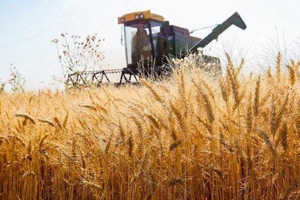 خرید تضمینی گندم از مرز ۲ میلیون تن عبور کرد