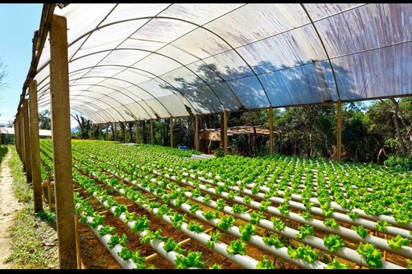 حمایت بنیاد ملی علم و معاونت علمی از ارتقای فناوری محصولات گلخانه و شیلات