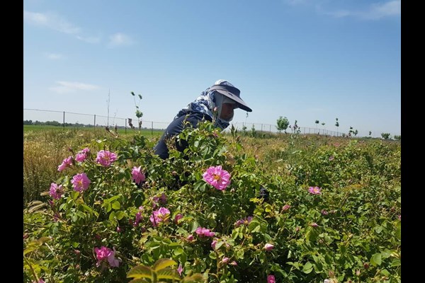 برداشت گل محمدی در ساوجبلاغ آغاز شد