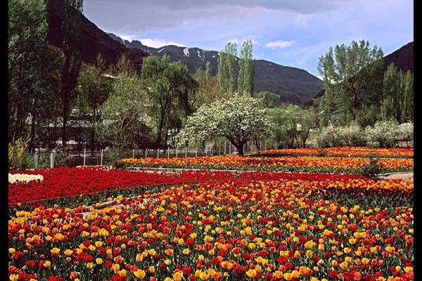  آغاز جشنواره لاله‌های آسارا با رونمایی از ۲.۵ میلیون لاله رنگارنگ