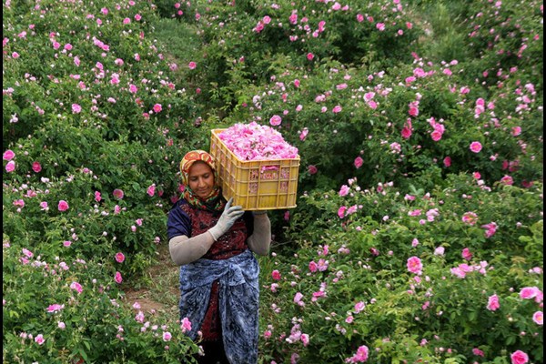 برداشت ۱۷۸ تن گل محمدی از مزارع استان