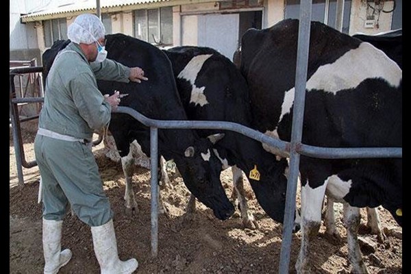 واردات بیش از ۵ میلیون و ۳۰۰ هزار دُز واکسن تب برفکی از زمان ورود سویه جدید به کشور 