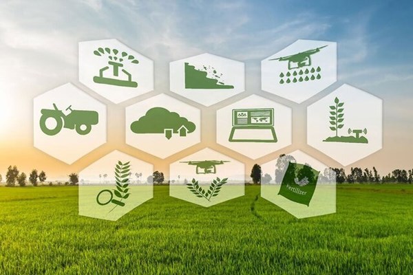 تمرکز دانش بنیان‌ها بر تولید بذور فناورانه و کشاورزی هوشمند دیجیتال
