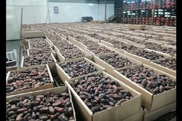 ذخیره‌سازی ۳ برابری خرما و ۲.۵ برابری میوه شب عید