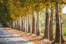  رنگ و بوی پاییزی بر بوستان‌ها و پارک های شهر کرج
