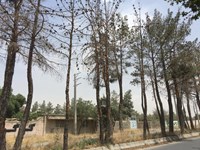 درختانی با دو دهه قدمت، رها شده‌اند!