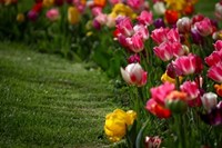 جشنواره گل لاله در باغ گل های کرج